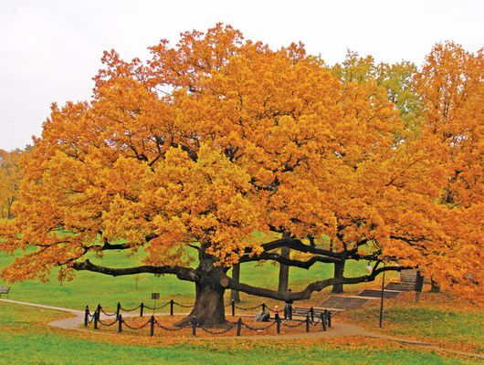 Старый дуб из Белгородской области претендует на звание Дерево года