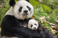 В китайских национальных парках нельзя делать селфи с пандами