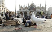 В Венеции запретят курить в общественных местах