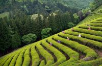 В Южной Корее пройдет праздник зеленого чая