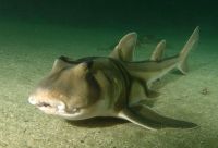 На Пхукете акула напала на человека