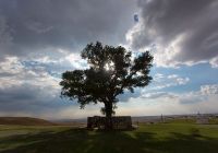 Тополь из России стал одним из лучших деревьев в Европе