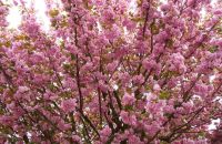 Традиционный фестиваль любования цветущей сакурой отменен в Японии