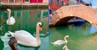 В Венеции без туристов стало чище