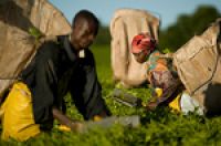 Африканские чайные плантации открыты для туристов