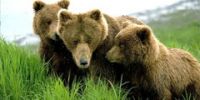 Из-за активности медведей заповедник "Столбы" временно закрыт