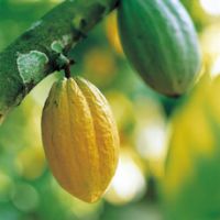 История какао в турах по Гондурасу