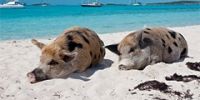 Поплавать со свиньями можно на Багамах