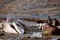 Поклонников фильма «Левиафан» ждут в Мурманской области