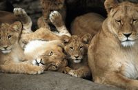 В датском зоопарке перед детьми провели вскрытие льва