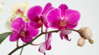 В Вологде появится первый в мире музей орхидей