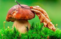 Фестиваль рязанских грибов