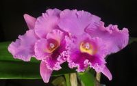 Музей орхидей открывается в Вологде