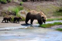 Медведи пугают туристов в заповедном парке Столбы
