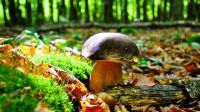 Ежегодный грибной фестиваль пройдет в Рязани