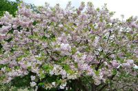 Цветение сакуры в Японии назначено на более ранние сроки