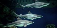 Разнообразные подводные сафари – для гостей Бора-Бора