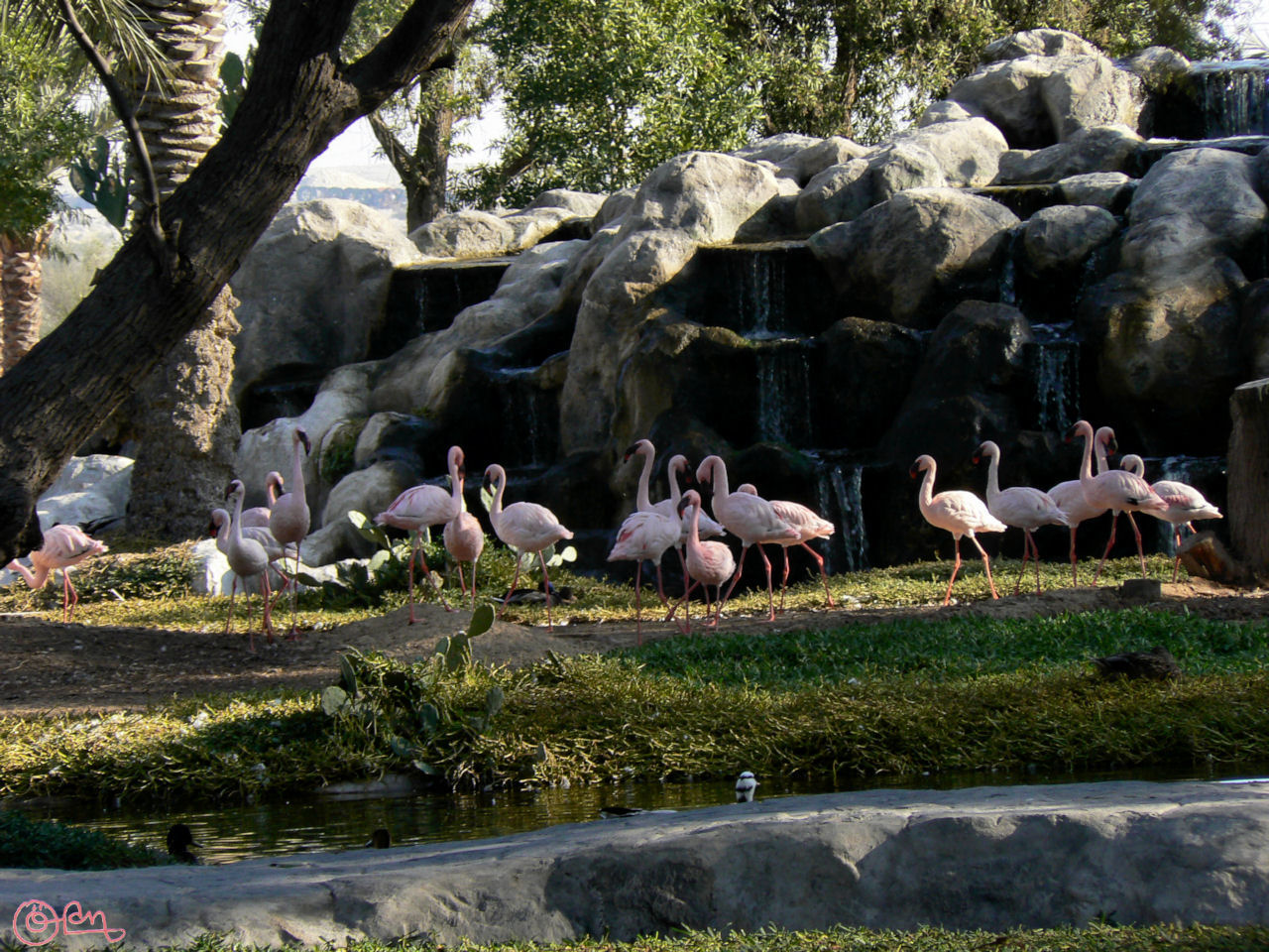 Парк дикой природы Аль-Арин в Бахрейне - Бахрейн фото #7852