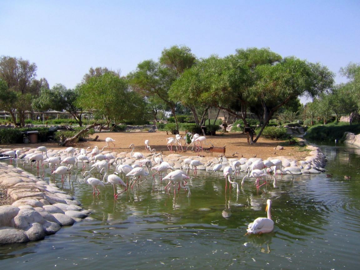 Парк дикой природы Аль-Арин в Бахрейне - Бахрейн фото #7863