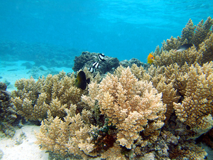 Coral & Fish - Остров Раротонга, Острова Кука фото #2855