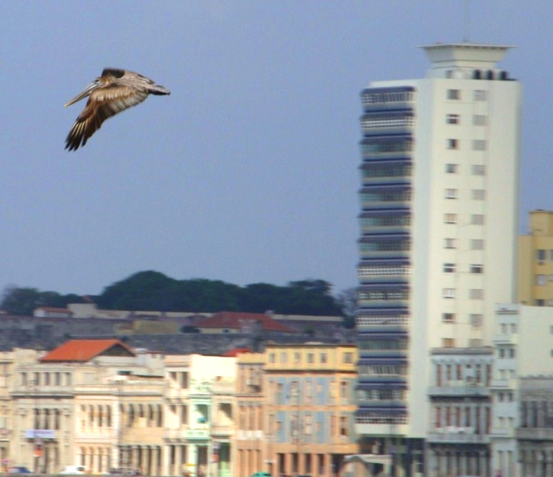 Pelican on the Malecon - Гавана, Куба фото #2790