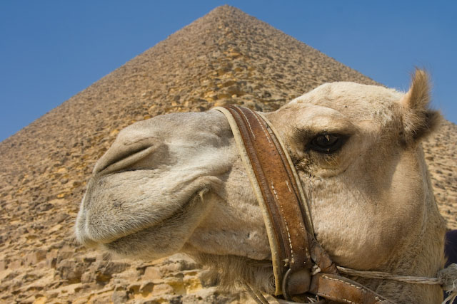 Верблюд - Каир, Египет фото #3358