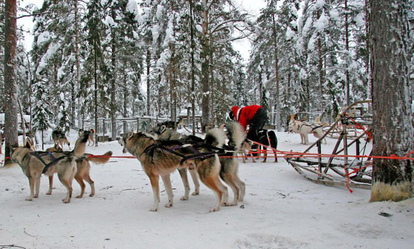 Собачья ферма - Леви - Лапландия, Финляндия фото #7423
