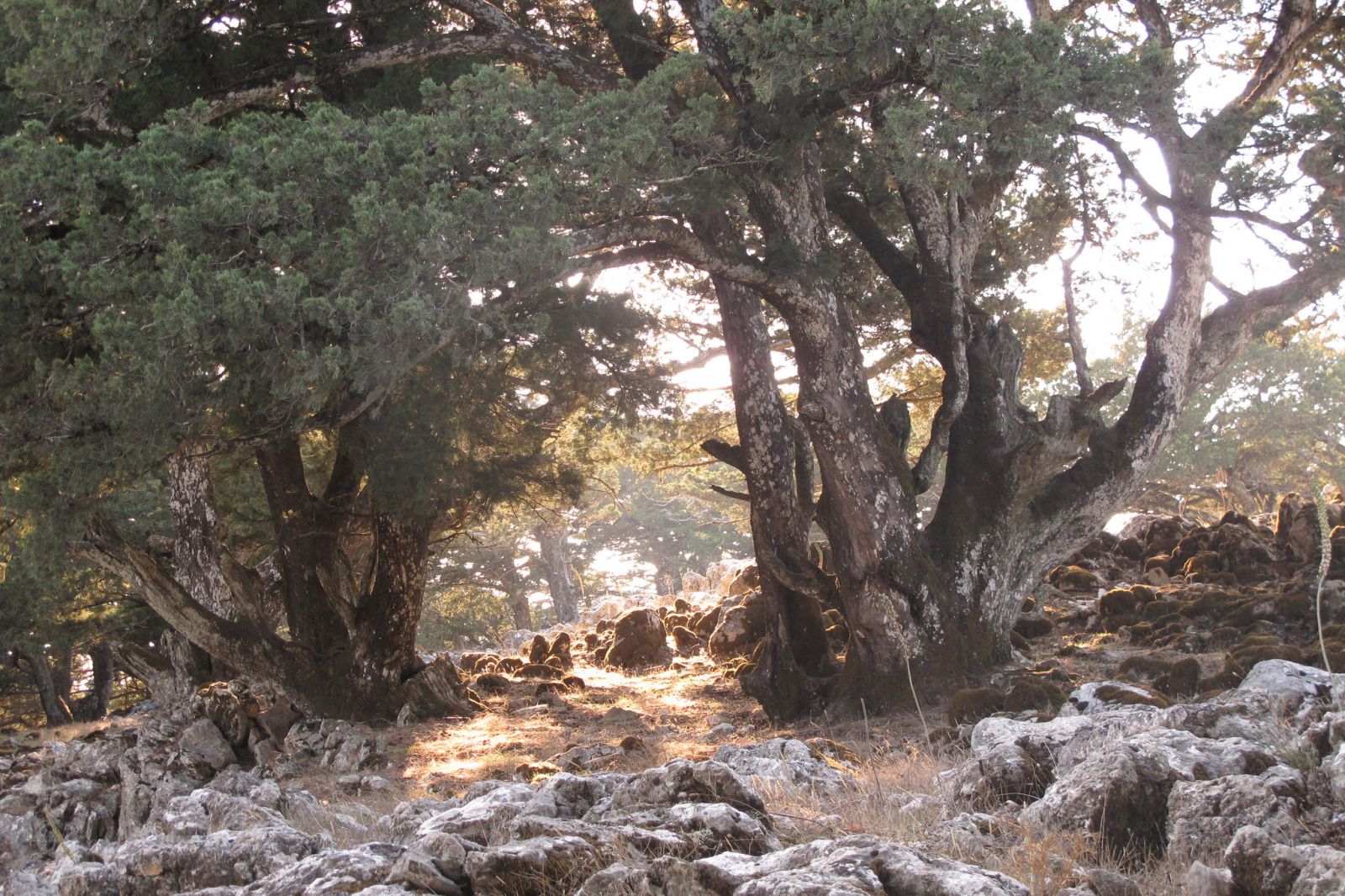Природа Родоса - Родос, Греция фото #32585