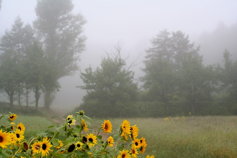 sunflowers in foggy morning forest - Япония фото #3271