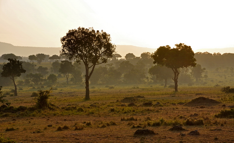 morning in the Masai Mara - Кения фото #2739