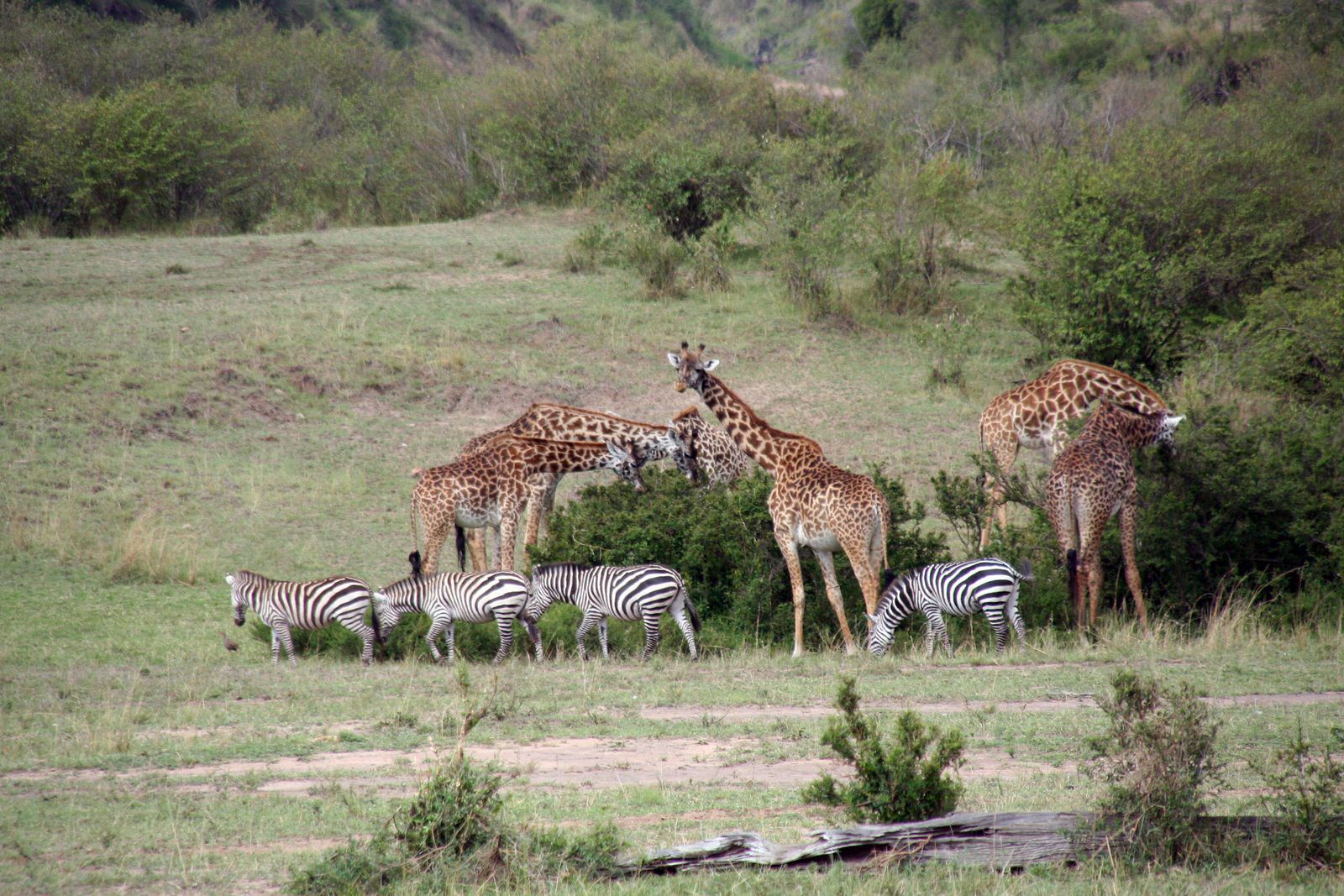 Kenya Golden Videos
