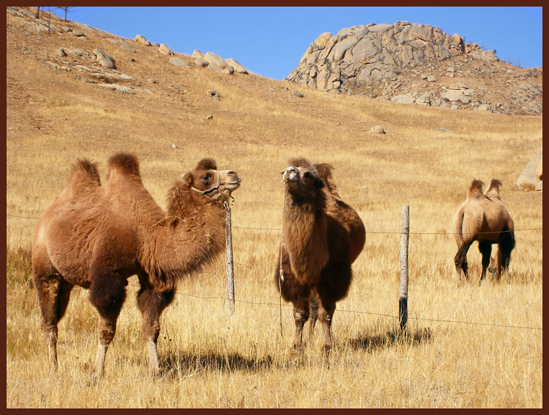 Bactrian Camels - Монголия фото #2476