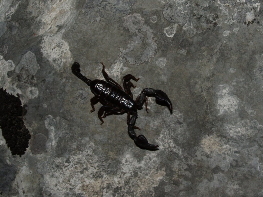 Дурмитор Национальный Парк, Черногория фото #11943