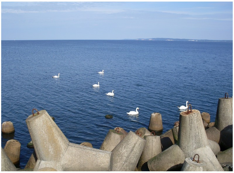 swans on the sea - Польша фото #3238