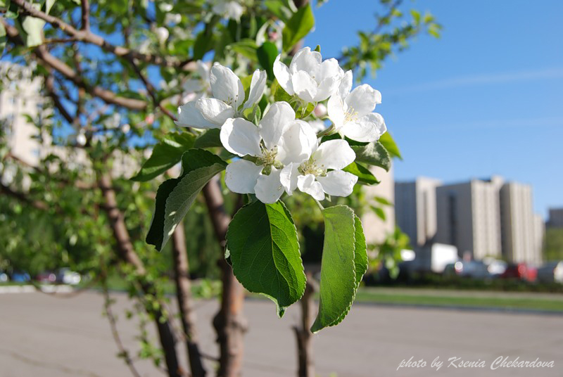 Весна в Набережных Челнах - Набережные Челны, Россия фото #3002