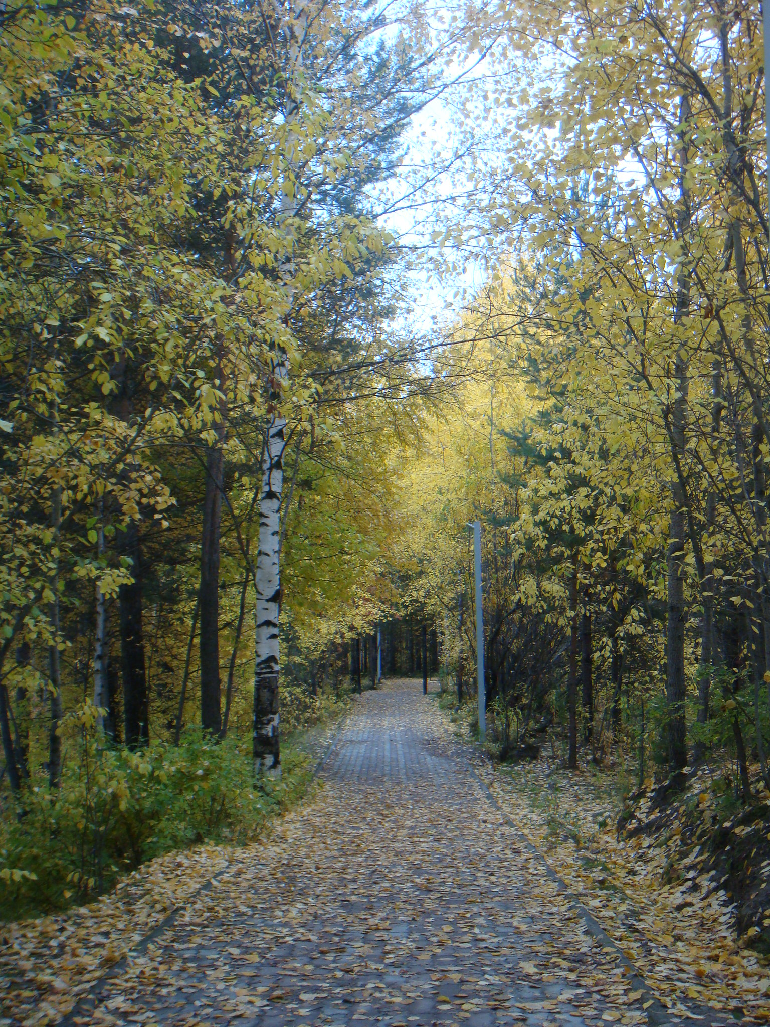 Золотая осень Сургута - Сургут, Россия фото #3282