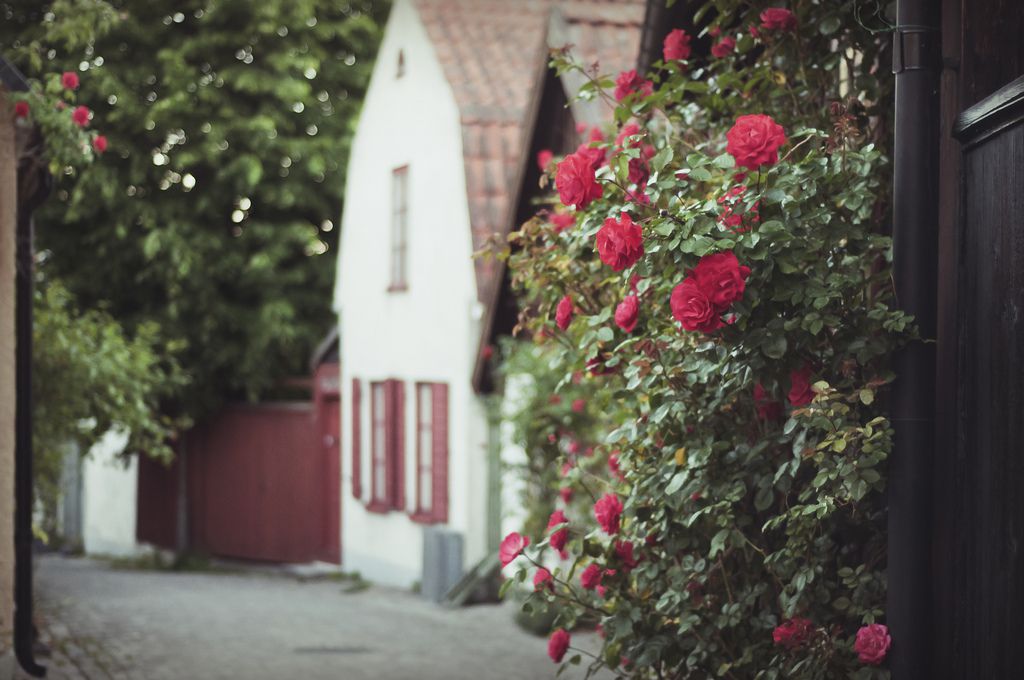Кусты роз в Висбю - Висбю, Швеция фото #32629