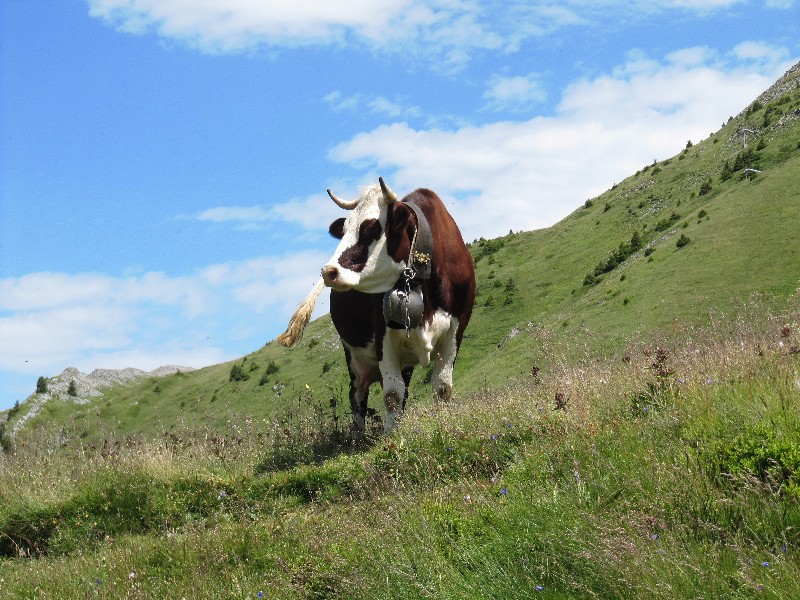 cow - Швейцария фото #3320