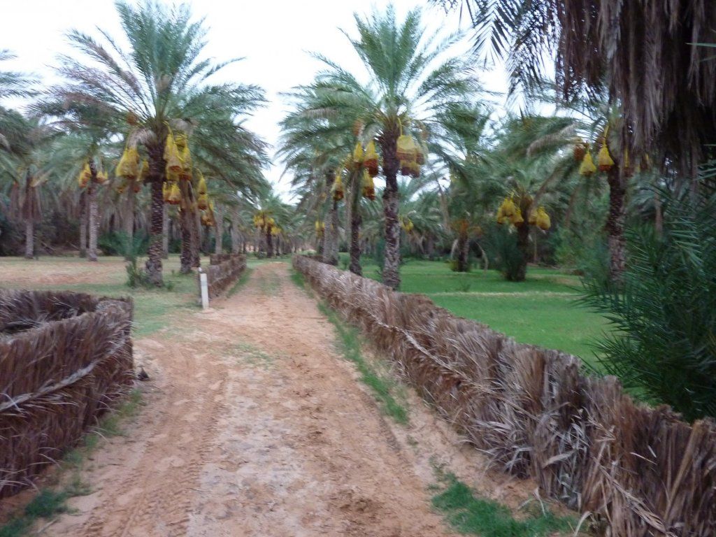 Ксар-Гилан, Тунис фото #12565