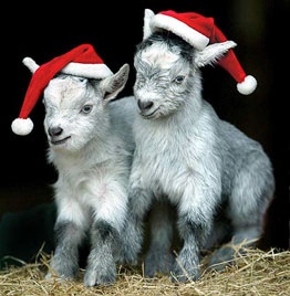 Рождественские козлята в парке развлечений в Эксетере - Великобритания фото #2599