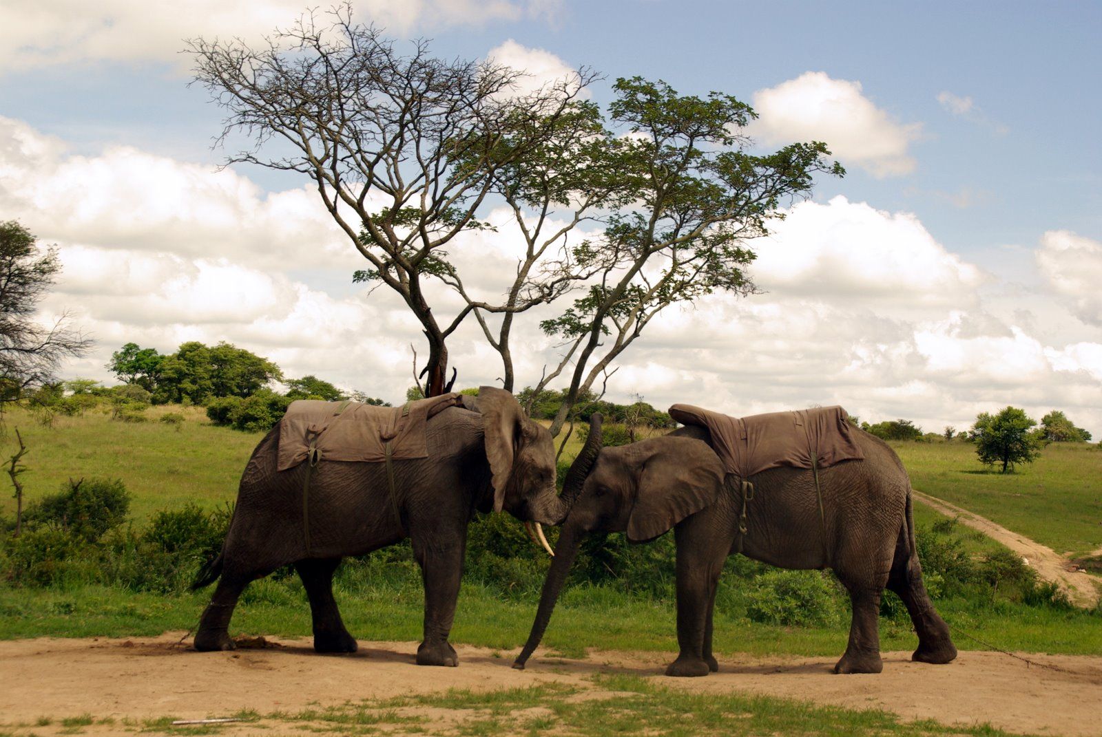 Национальный парк Гонарежу (Gonarezhou) - Зимбабве фото #8480