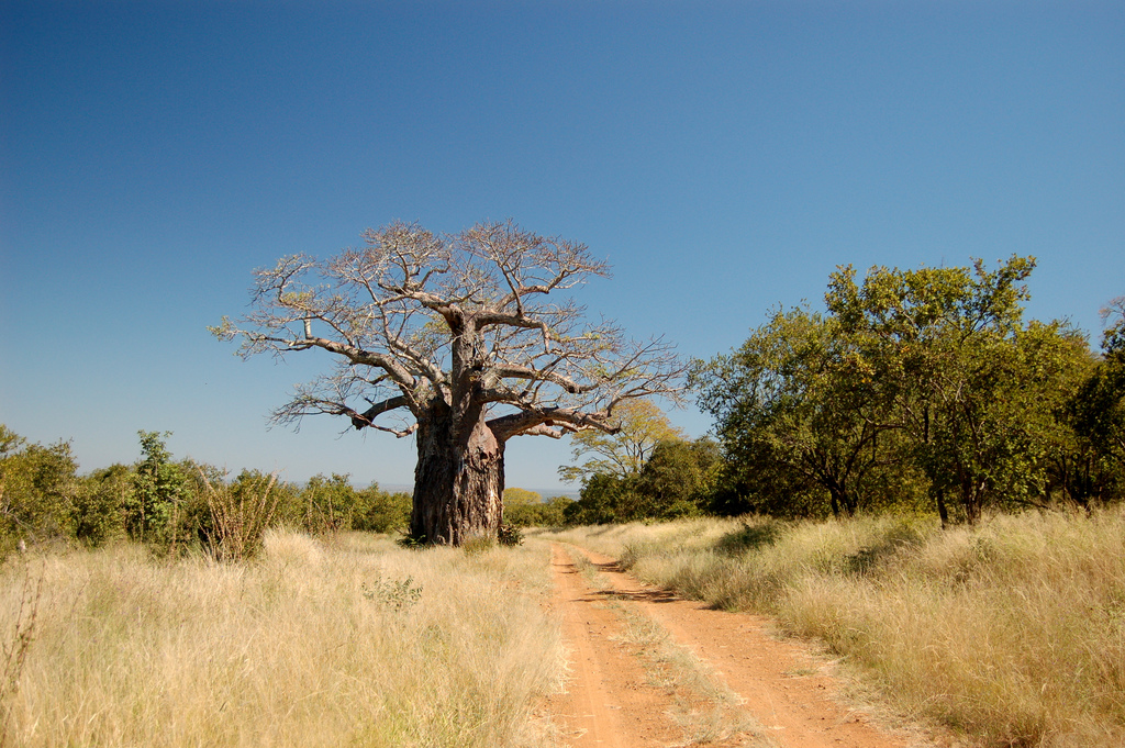 Гонарежу Национальный парк, Зимбабве фото #17715