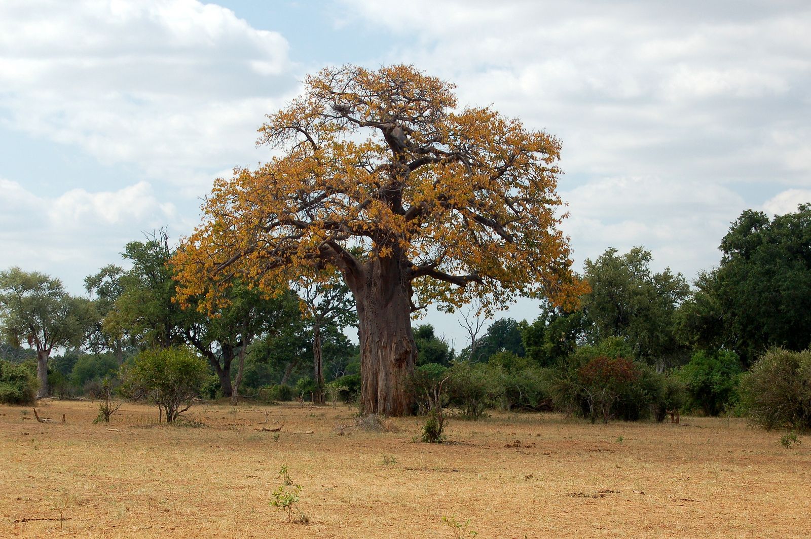 Гонарежу Национальный парк, Зимбабве фото #17721