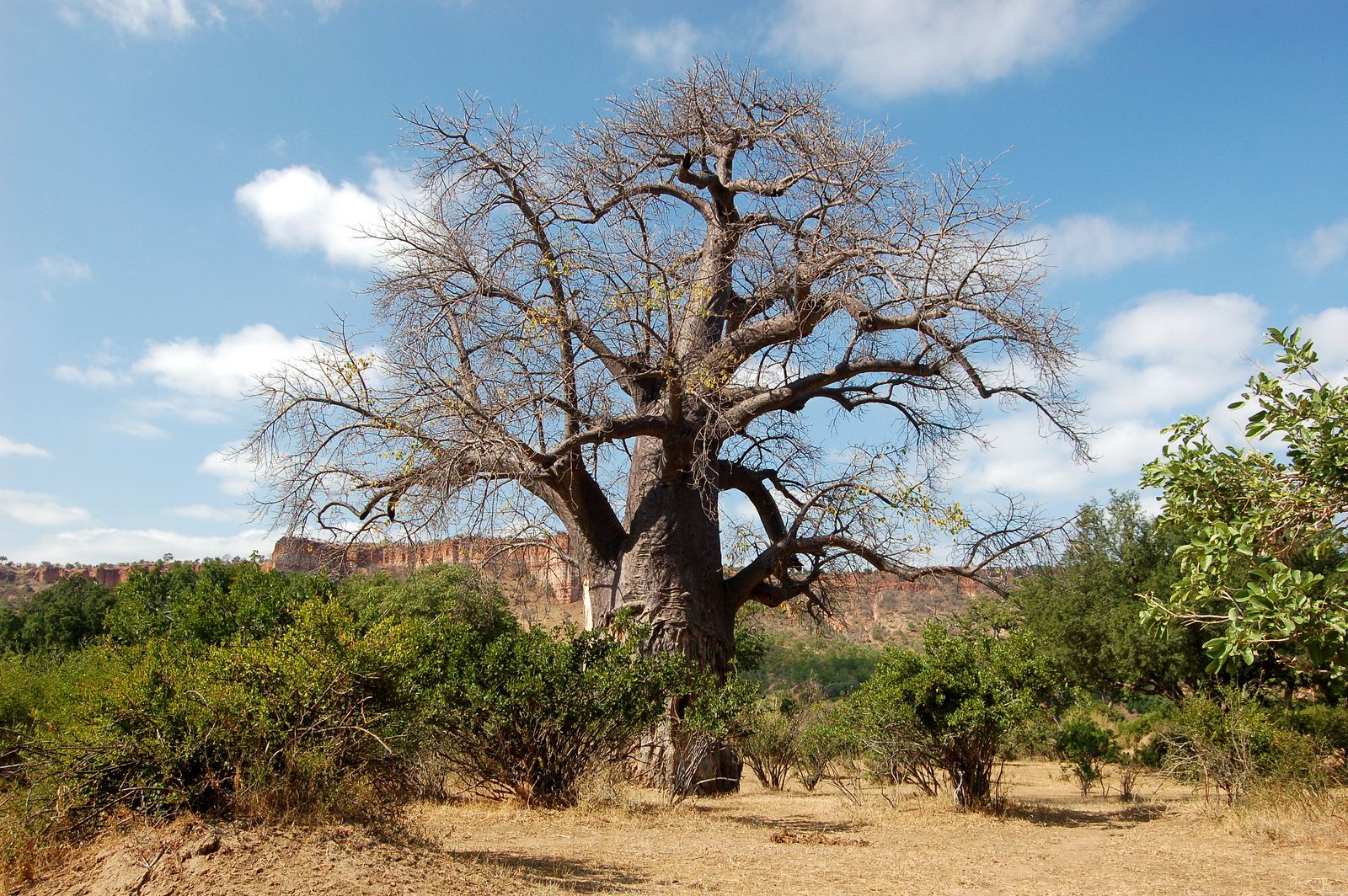 Гонарежу Национальный парк, Зимбабве фото #17724