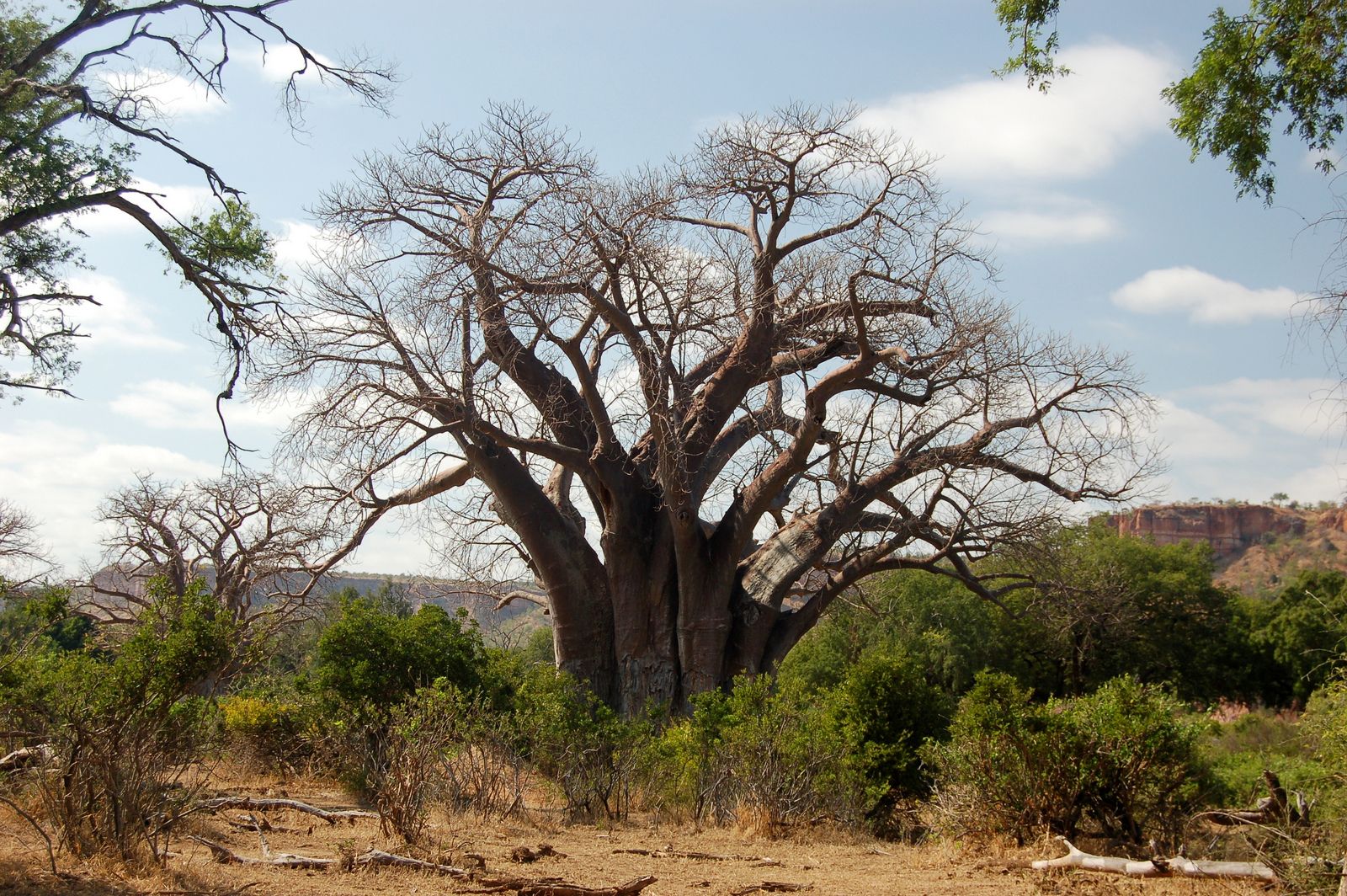 Гонарежу Национальный парк, Зимбабве фото #17725