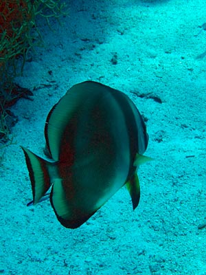 batfish