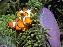 Anemones Reef