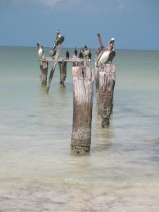 Isle Holbox, Мексика отдых за границей отдых горящие путевки горящие туры горячие туры отзывы туры путевки путешествия туроператор турфирма туристическая фирма карта отель отели поиск тура поиск туров туристическое агентство туристическое агенство туризм спортивный туризм бюро туризма автобусные туры магазин путевок хорошие путевки туристические путевки путешествие путешествия бронирование тура бронирование билетов авиабилеты лучшие отели пляжный отдых визы зарубежный отдых