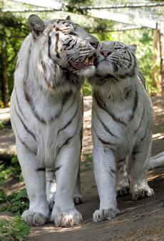Тигриный член, тигриные лапы, по мнению знахарей, которое, кстати сказать, не разделяют ученые, обладают очень сильным действием