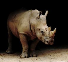 Уже много лет в Африке запрещена охота на носорогов